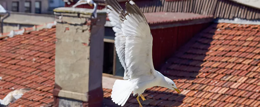 Residential Chimney Animal Removal Solution in Rubidoux, CA